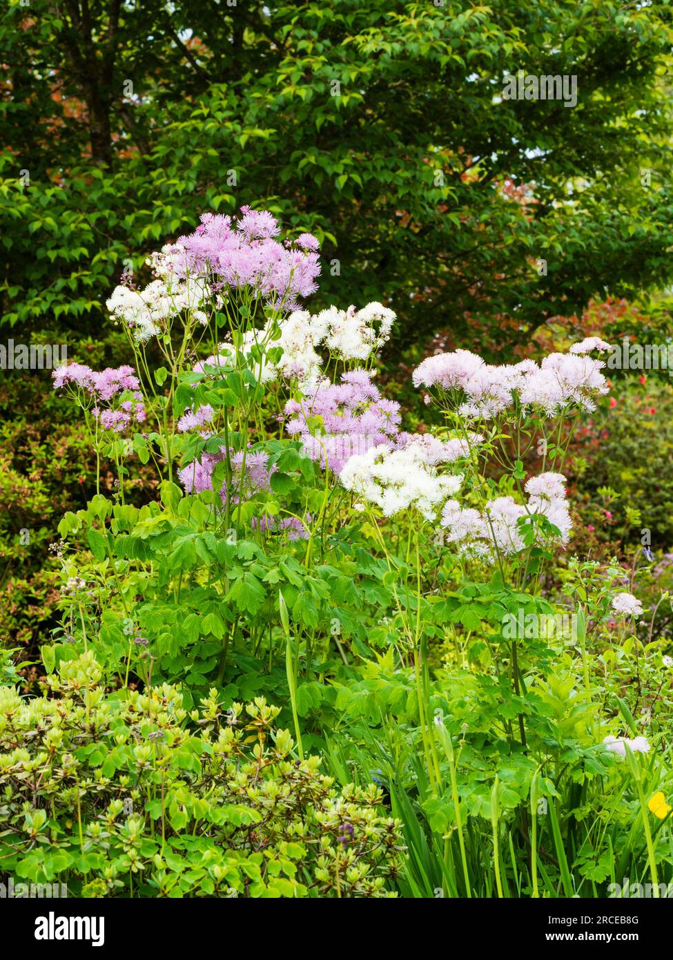 Mauve Arten und Formen weiß "Album" der Wiese rue, Thalictrum aquilegifolium, mischen sie sich in einer frühen Sommer Anordnung Stockfoto