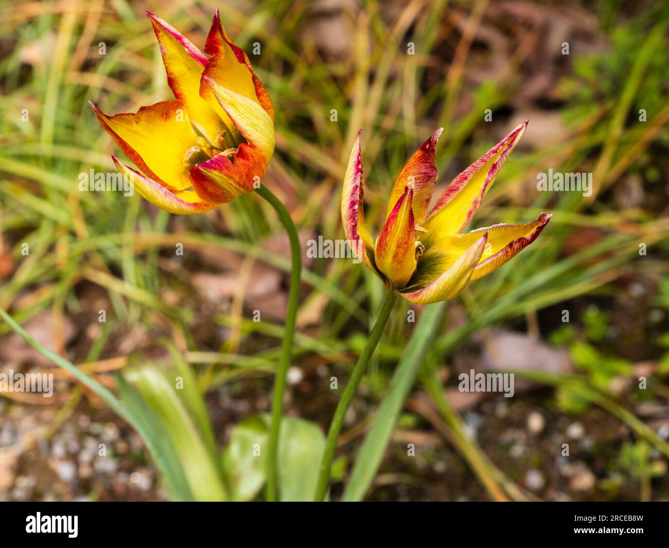Rot verzierte gelbe Blüten der im Frühling blühenden botanischen Tulpe Tulipa Orphanidea „Flava“ Stockfoto