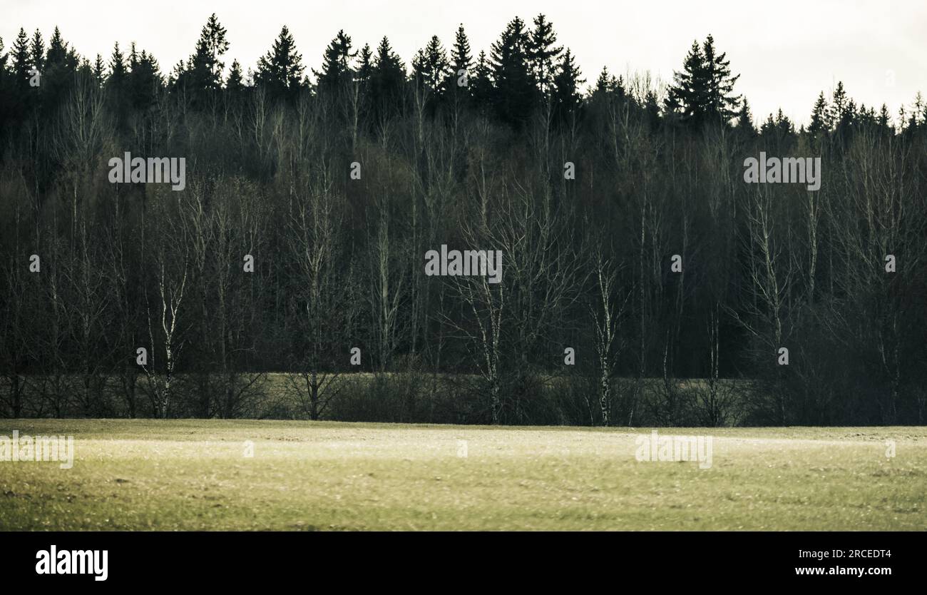 Landschaftsfoto mit einer leeren Wiese vor einem dunklen Wald Stockfoto