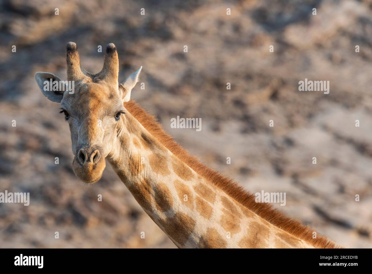 Wüstenadaptierte Giraffe Hoanib Skeleton Coast in Namibia, Afrika. Stockfoto