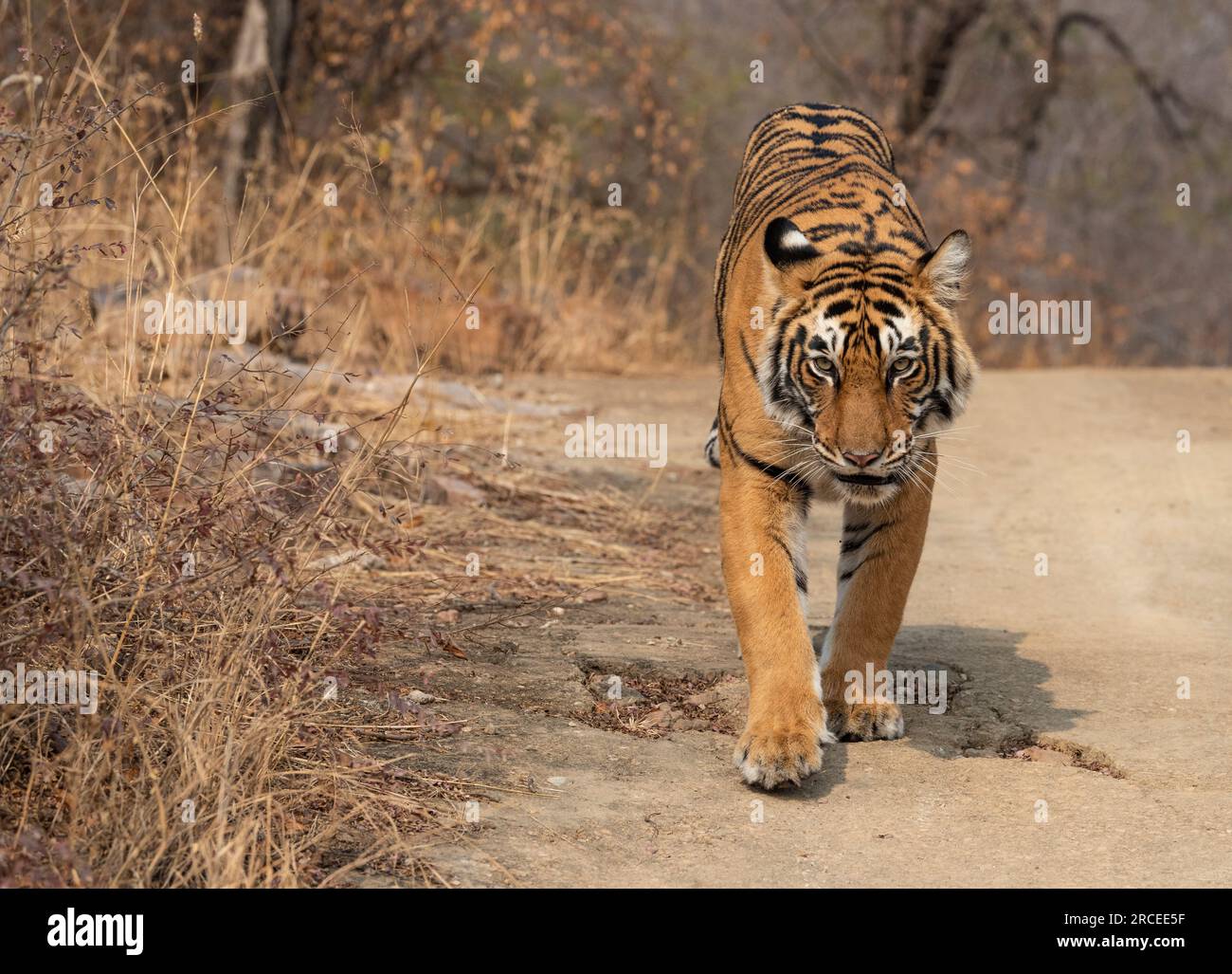 Bengalischer Tiger im Ranthambore-Nationalpark in Indien Stockfoto
