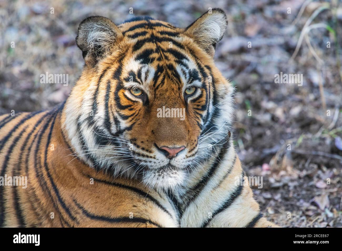Bengalischer Tiger im Ranthambore-Nationalpark in Indien Stockfoto