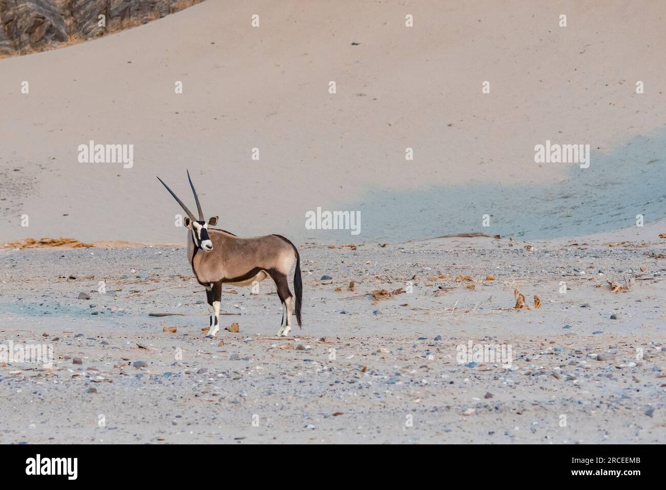 Gemsbok am Hoanib Riverbed in Namibia Stockfoto