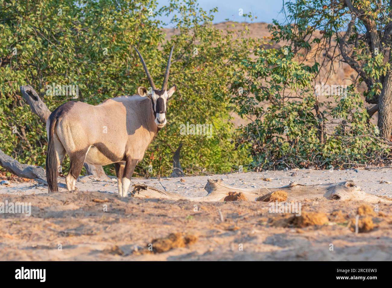 Gemsbok am Hoanib Riverbed in Namibia Stockfoto