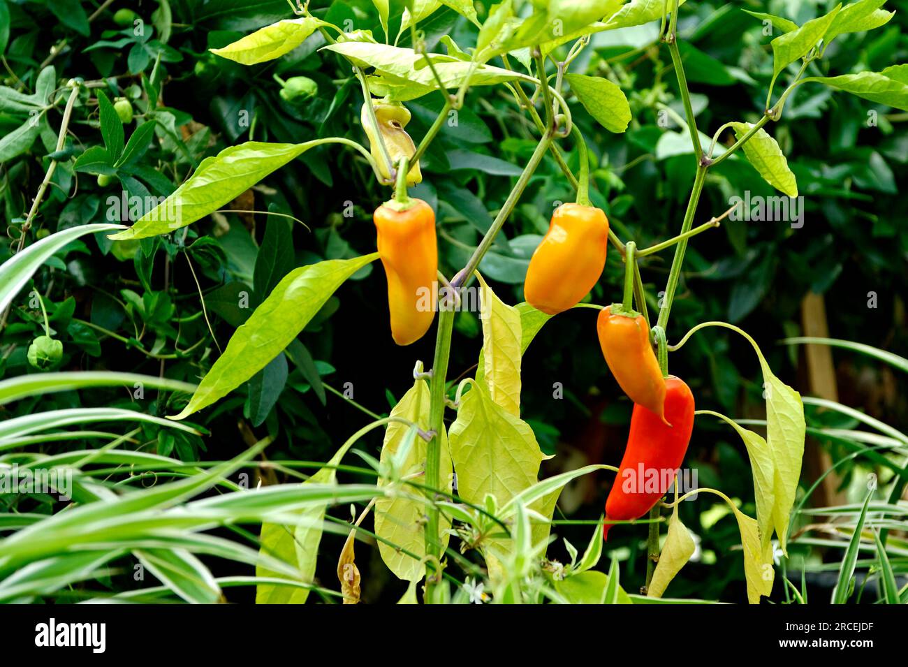 Paprika wachsen in einem Gewächshaus Stockfoto