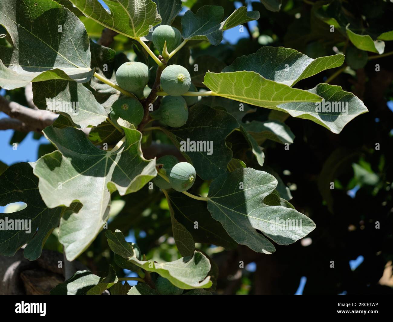 Feigen auf Feigenbaum, Ficus Carica. Provinz Málaga, Spanien. Stockfoto