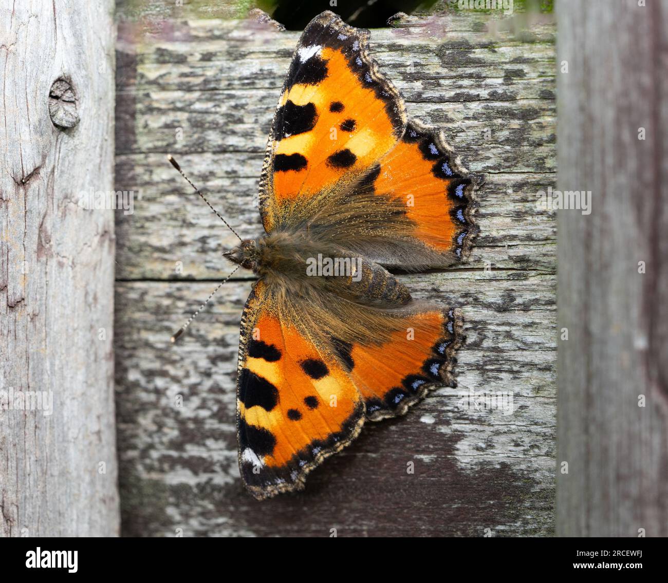 Kleiner Schildkrötenschmetterling an einer Holzwand Stockfoto