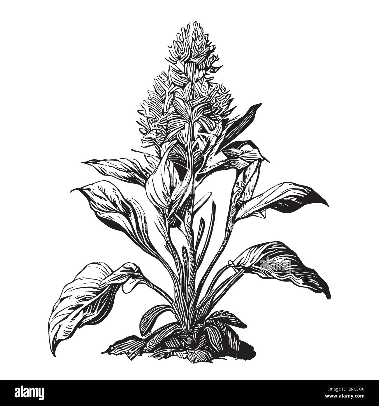 Handgezeichnete Skizze einer Ingwerpflanze Stock Vektor