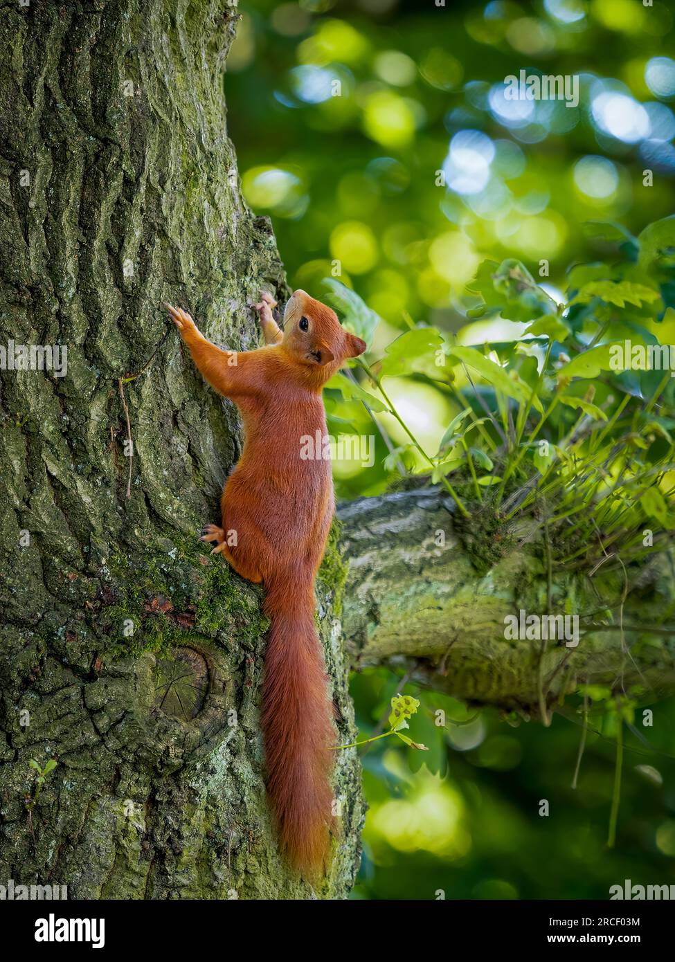 Rotes Eichhörnchen klettert in einem britischen Waldgebiet senkrecht auf einen Baum. Stockfoto