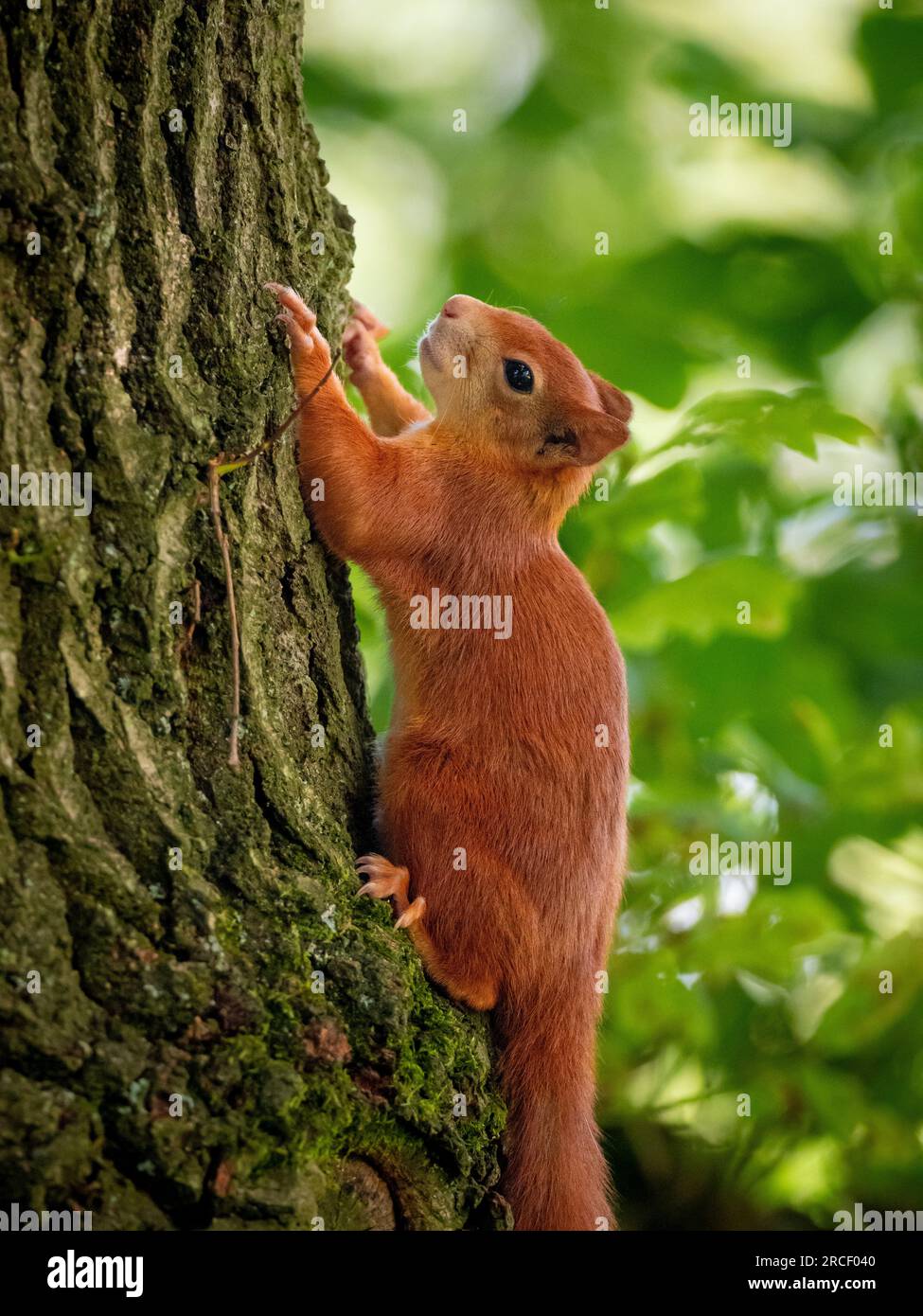 Rotes Eichhörnchen klettert in einem britischen Waldgebiet senkrecht auf einen Baum. Stockfoto