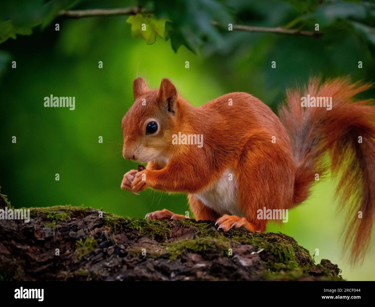 Rotes Eichhörnchen auf einem Ast in einem britischen Wald. Stockfoto