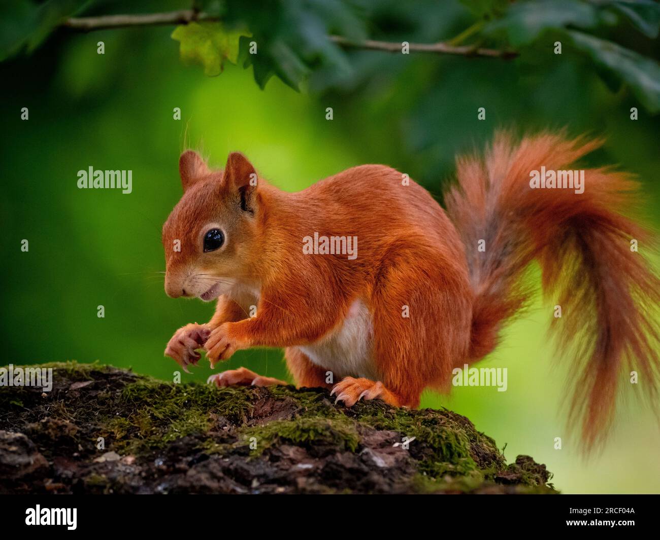 Rotes Eichhörnchen auf einem Ast in einem britischen Wald. Stockfoto