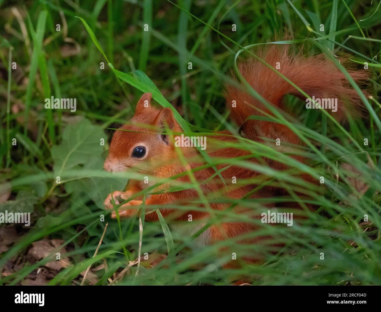 Rotes Eichhörnchen auf dem Boden, das nach Nahrung sucht Stockfoto