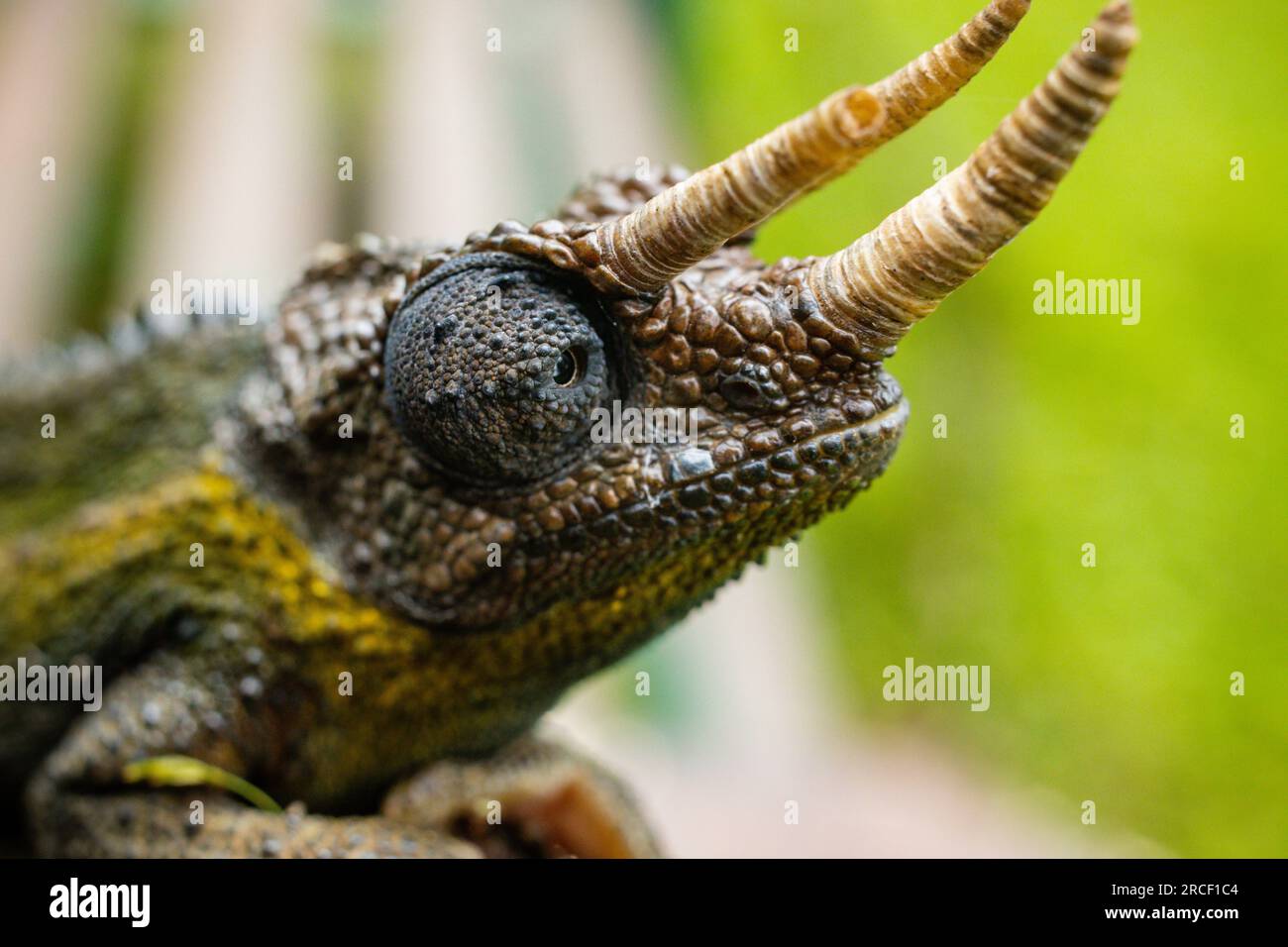 Jacksons Chamäleon, auch bekannt als Jackson's Horned Chamäleon, das dreihörnige Chamäleon und das dreihörnige Kikuyu Chamäleon, ist eine Spezies Stockfoto