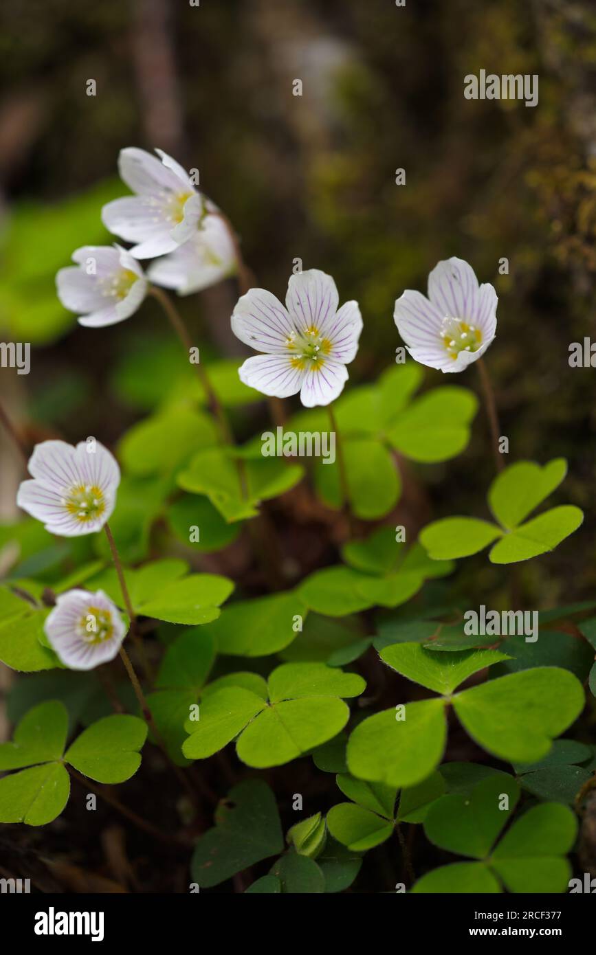 Ein Bild von Oxalis acetosella. Una foto de Oxalis acetosella Stockfoto