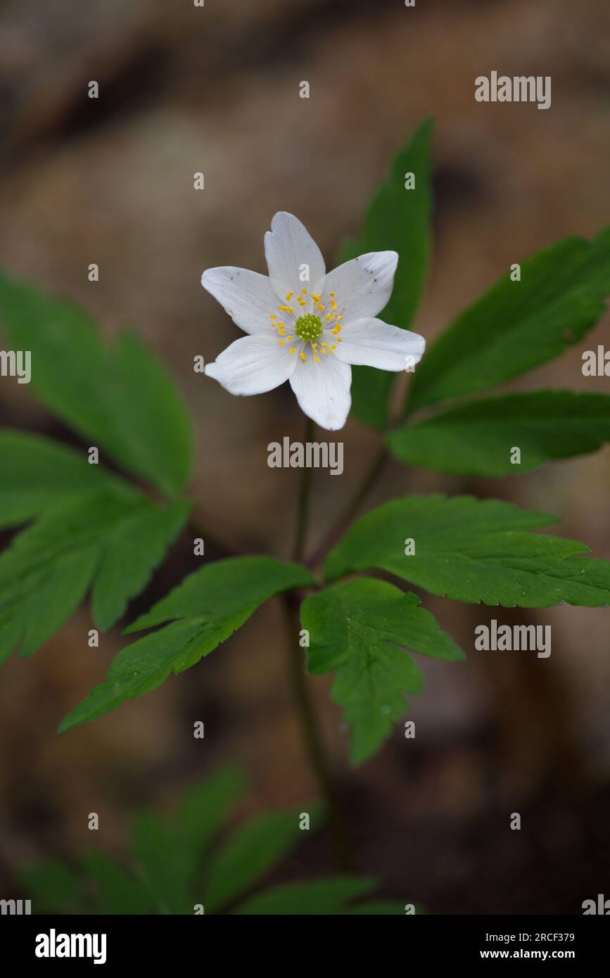 Ein Bild von Anemone narzissiflora Una foto de Anemone narzissiflora. Stockfoto