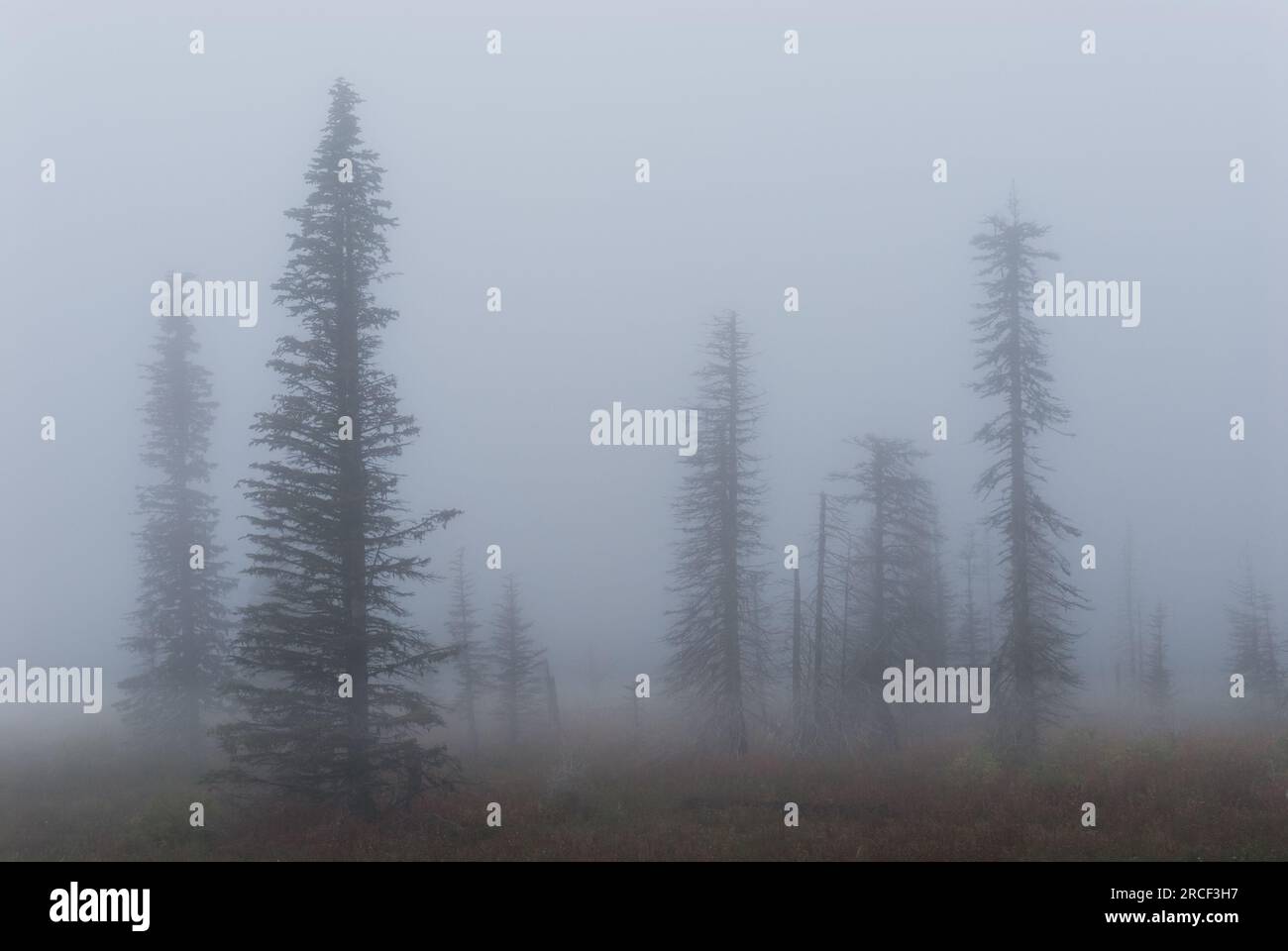 Fichten und Nebel am hat Point, Hells Canyon National Recreation Area, Wallowa County, Oregon, USA. Stockfoto