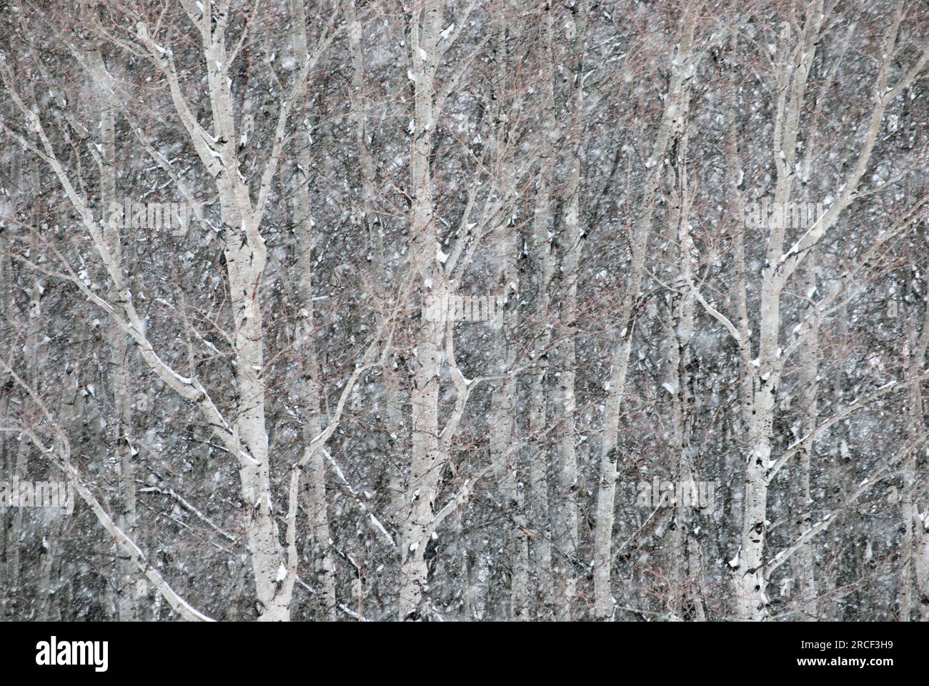 Aspen (Populus tremuloides) Grove und Winterschneesturm bei Bozeman, Montana, USA. Stockfoto