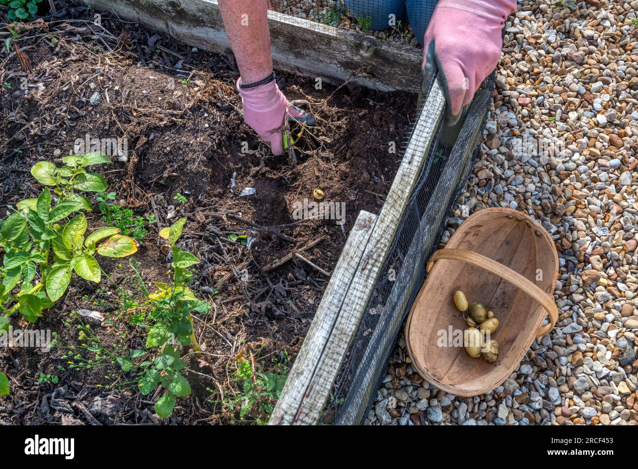 Eine Frau, die Charlotte-Kartoffeln in ihrem Gemüsegarten ausgräbt. Stockfoto