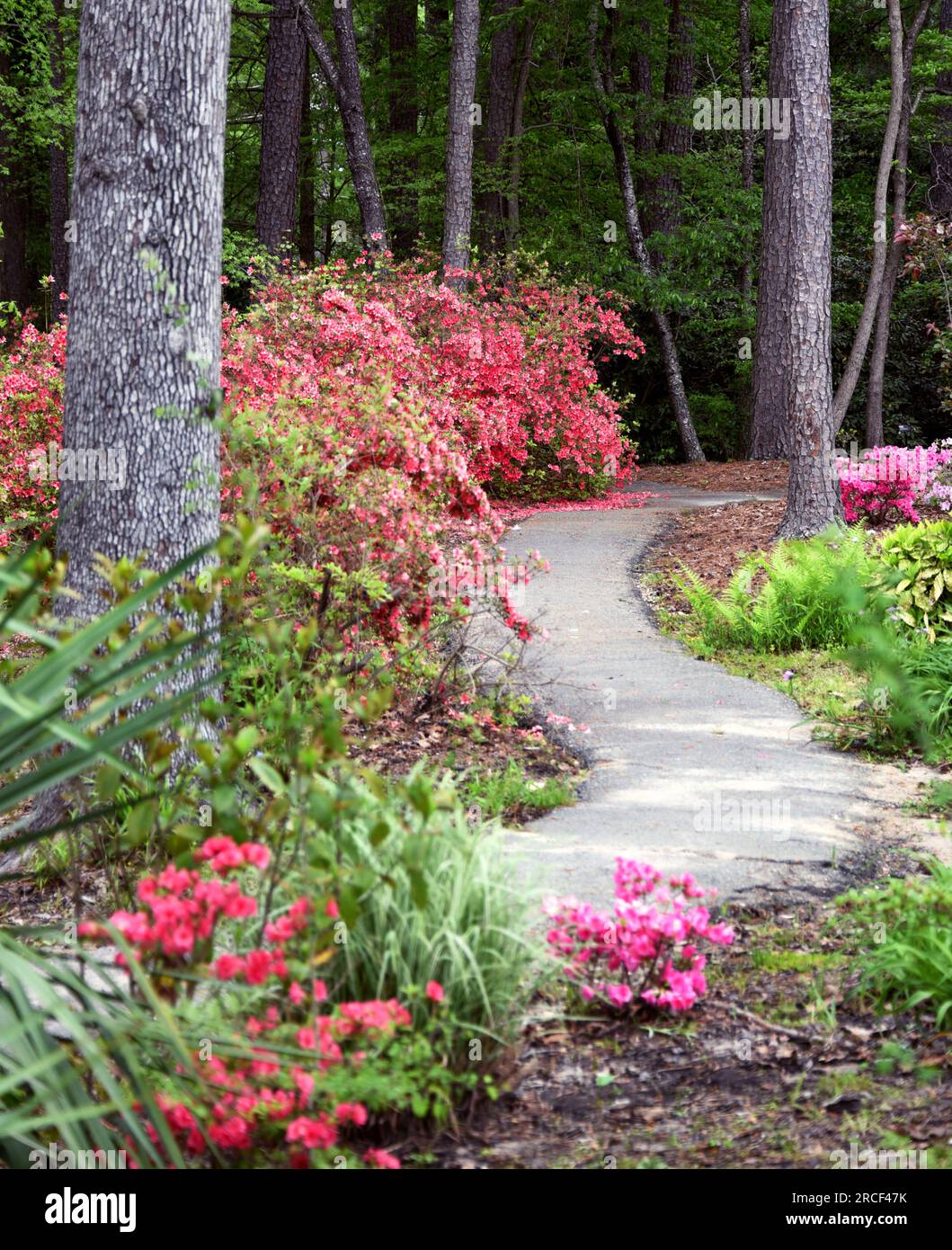 Kurvender Pfad schlängelt sich um das Arboretum von South Arkansas herum. Azaleen sind in Blüte und rosa Linien Weg. Stockfoto