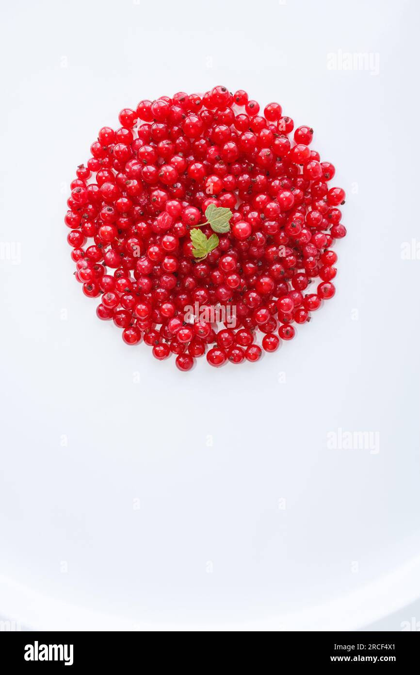 Roter Kreis roter Johannisbeeren auf weißem Hintergrund, vertikales Foto. Stockfoto