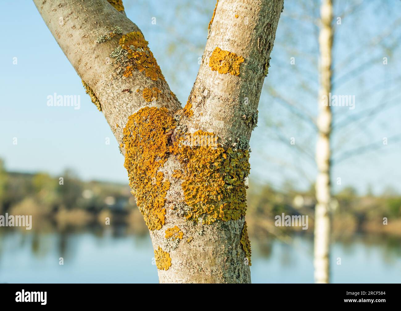 Sonnendurchfluteter Baumstamm mit orangefarbener Flechte bedeckt. Stockfoto
