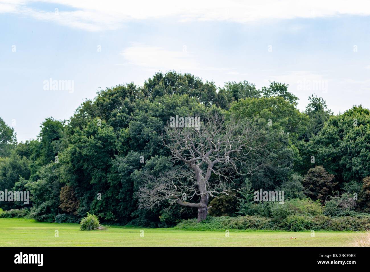 Wunderschönes Landschaftsfoto im Park von London Stockfoto