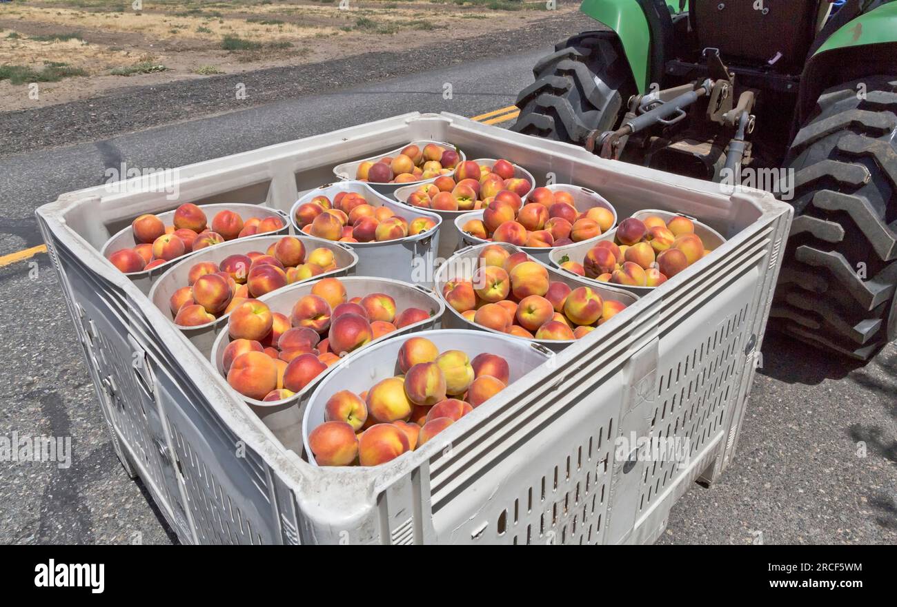 Pfirsiche Sweet Sue „Prunus persica“ Ernte, John Deere Traktor sammelt Früchte, Columbia River Gorge, Maryhill Highway, Goldendale, Klick Stockfoto