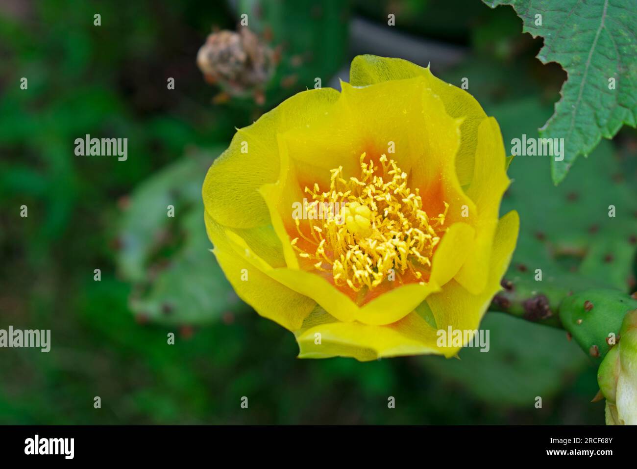 Leuchtend gelbe Blüten der östlichen Stachelbirne (Opuntia Humifusa), weithin bekannt als Teufelszunge und Indische Figur -03 Stockfoto