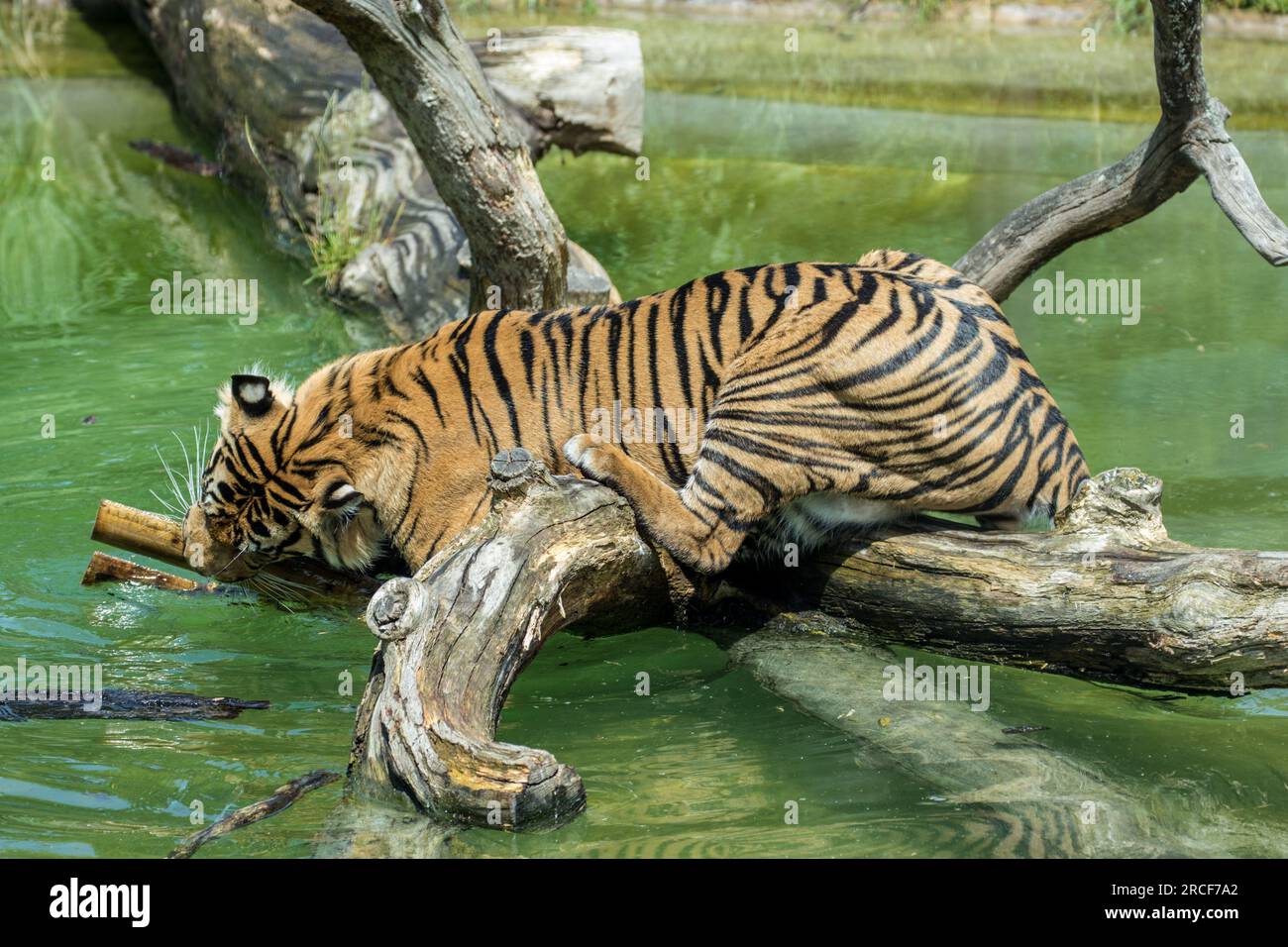 Ein Foto von Wildtieren im Zoo in London Stockfoto