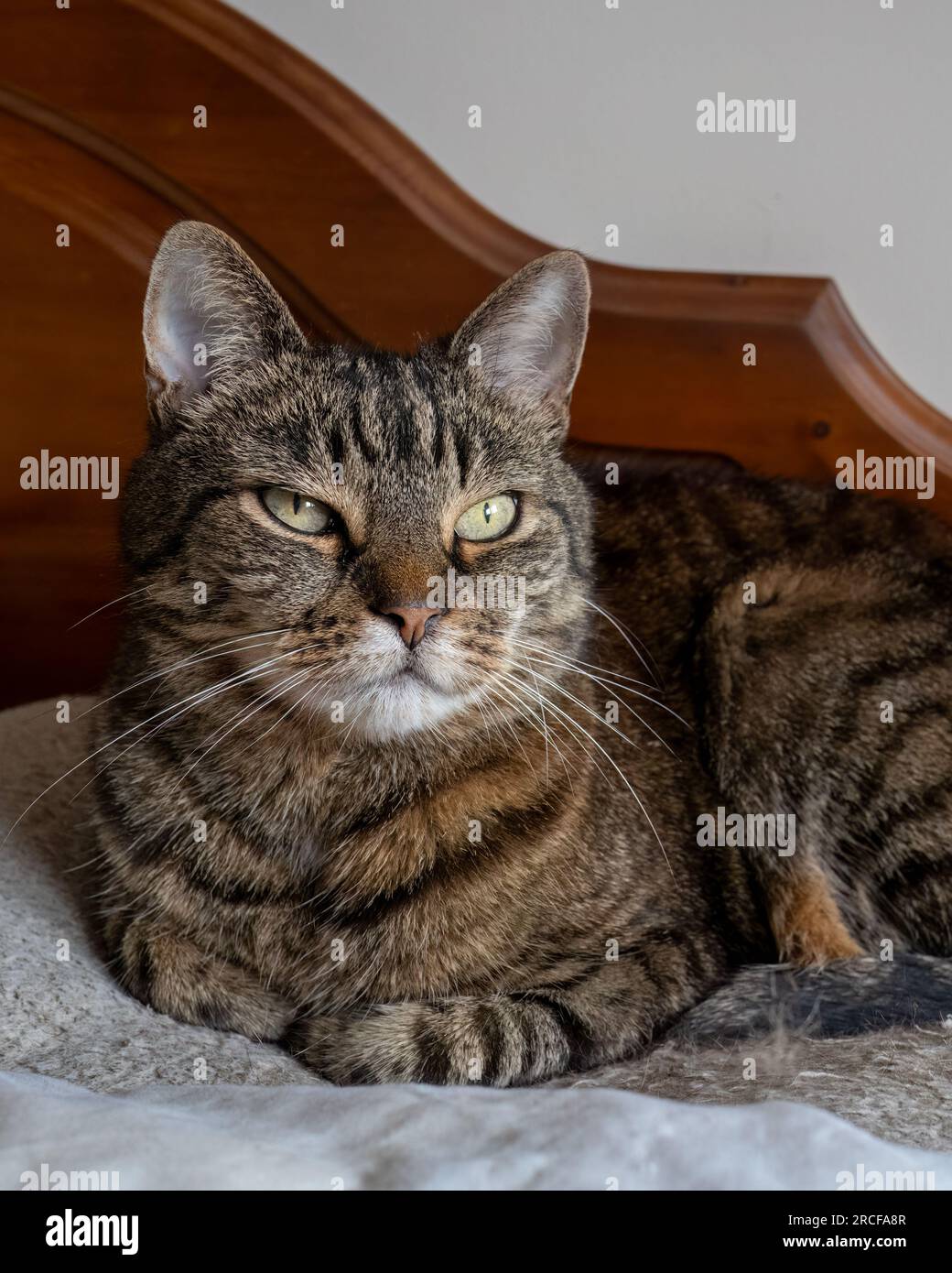 14. Juli 2023 Elgin, Moray, Schottland. Das ist ein domestizierter Tabby Wild Cat-Doppelgänger, der auf seinem Bett sitzt. Stockfoto