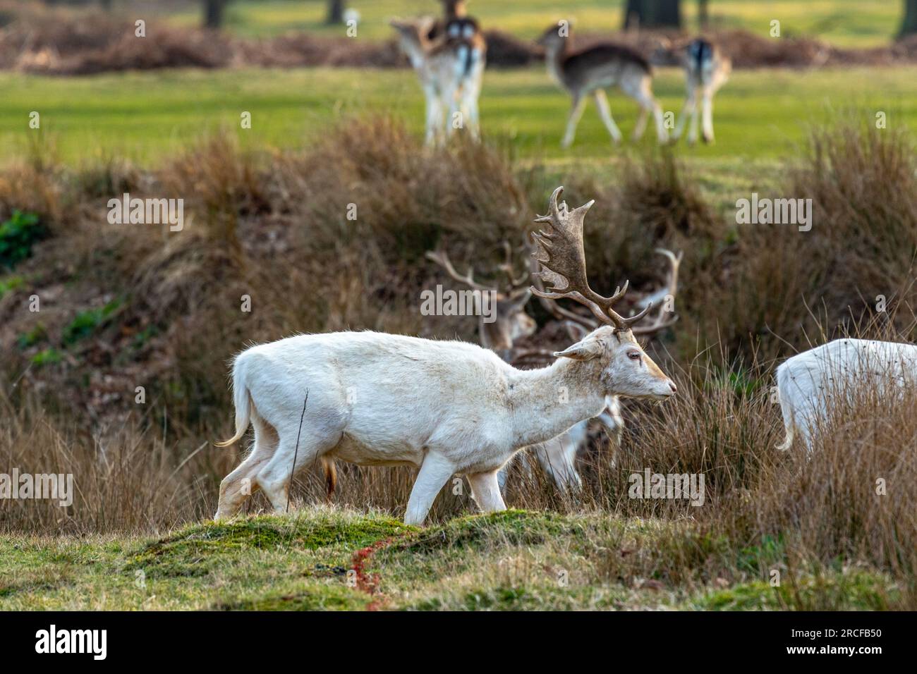 Wunderschönes Foto von Tieren und Wildtieren Stockfoto