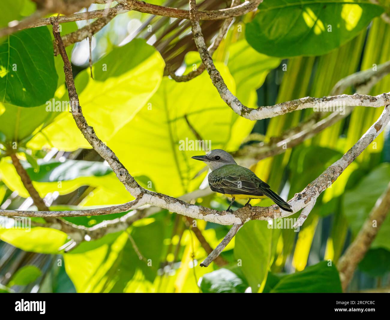 Erwachsener tropischer Königsvogel, Tyrannus melancholicus, hoch oben in einem Baum auf Coiba Island, Panama. Stockfoto