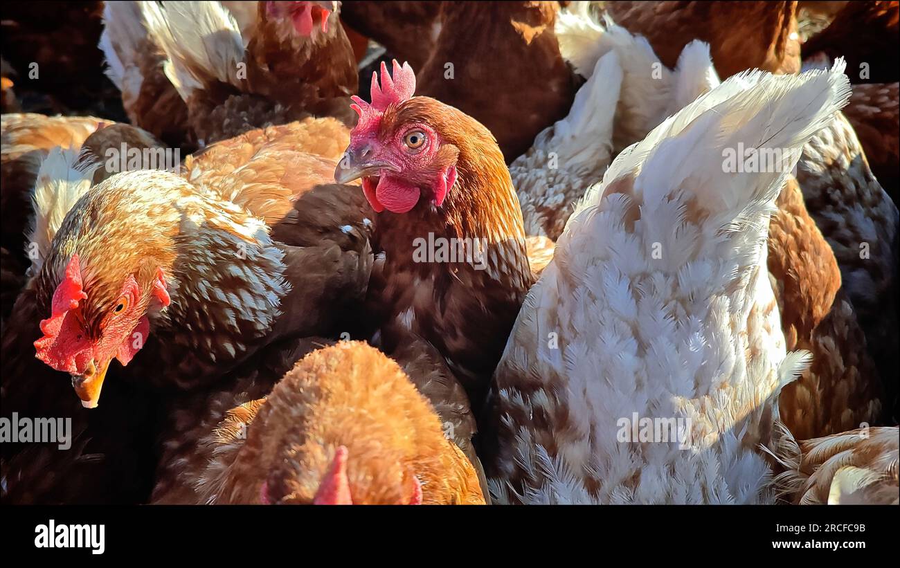 Hühner mit Hühnern im Freien. Ökologischer Geflügelhaltungsbetrieb. Freilandhaltung von Geflügel Stockfoto