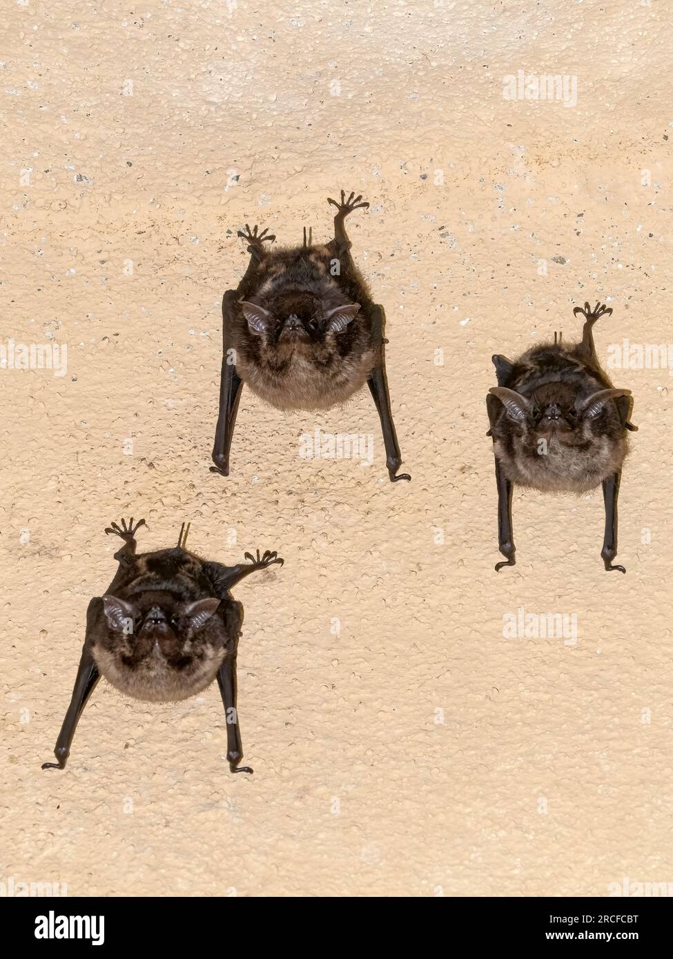 Eine Gruppe von Fledermäusen mit großen Sackflügeln, Saccopteryx bilineata, an einer Außendecke in Playa Blanca, Costa Rica. Stockfoto