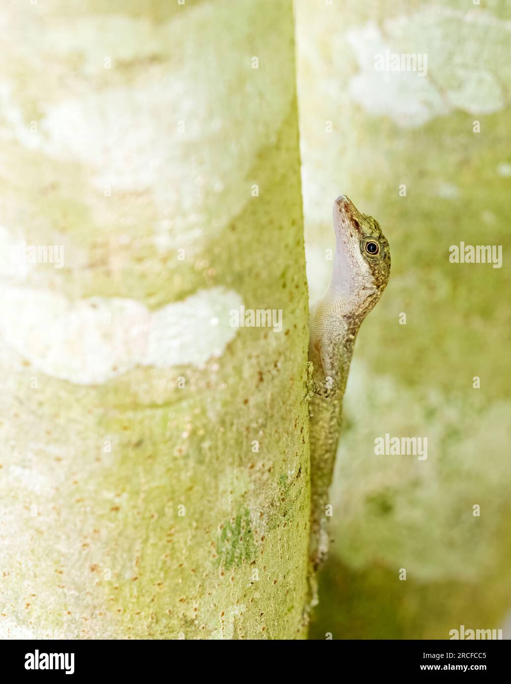 Eine Erwachsene Grenzanole, Anolis limifrons, in einem Baum in Playa Blanca, Costa Rica. Stockfoto