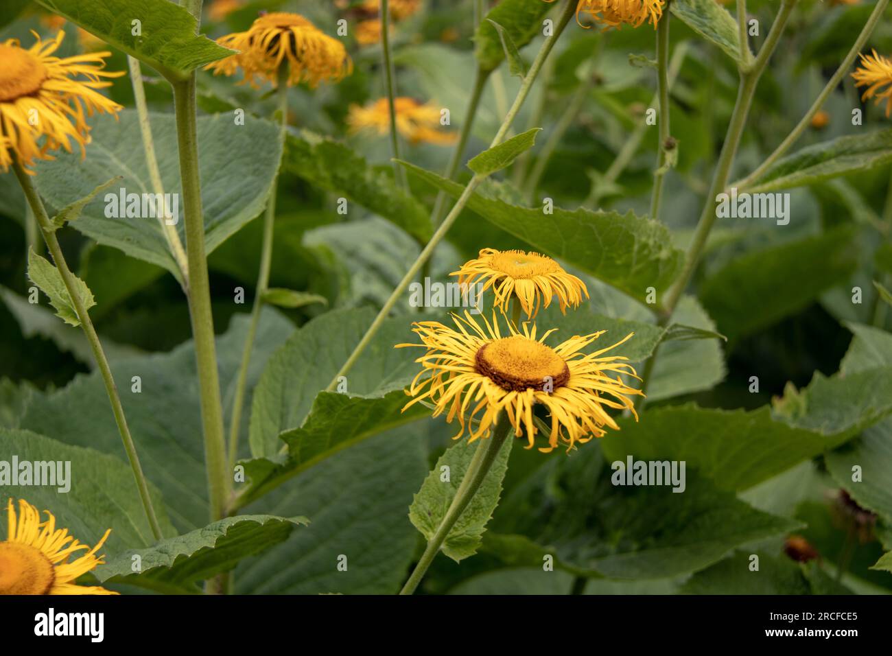 Wunderschöne Aufnahmen der Natur und Blumen, aufgenommen mit der Kamera Stockfoto