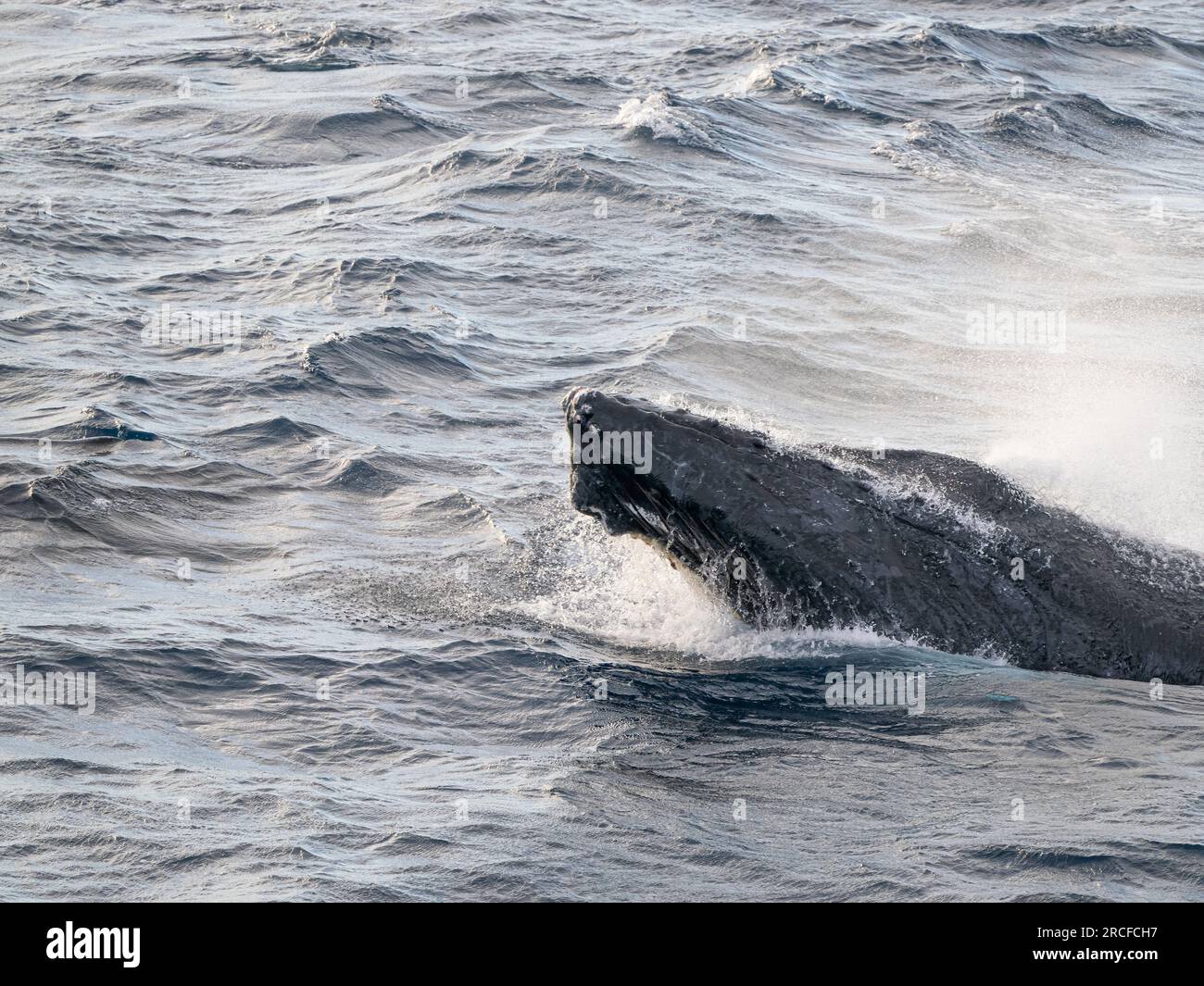 Ausgewachsener männlicher Buckelwal, Megaptera novaeangliae, Wettkampfkapsel, San Jose del Cabo, Baja California Sur, Mexiko. Stockfoto