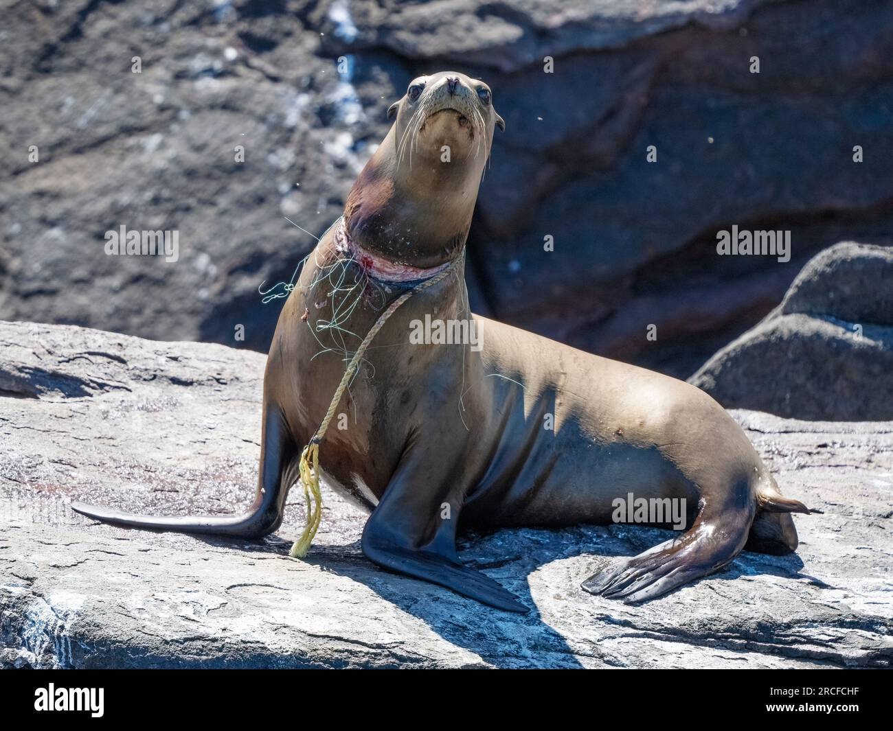 Erwachsene Frau, kalifornischer Seelöwe, Zalophus californianus, mit Netz um den Hals, Baja California, Mexiko. Stockfoto