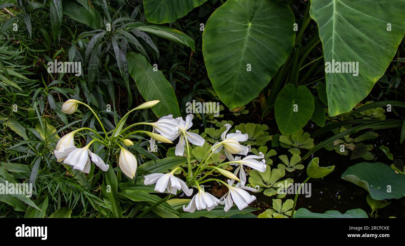 Wunderschöne Aufnahmen der Natur und Blumen, aufgenommen mit der Kamera Stockfoto