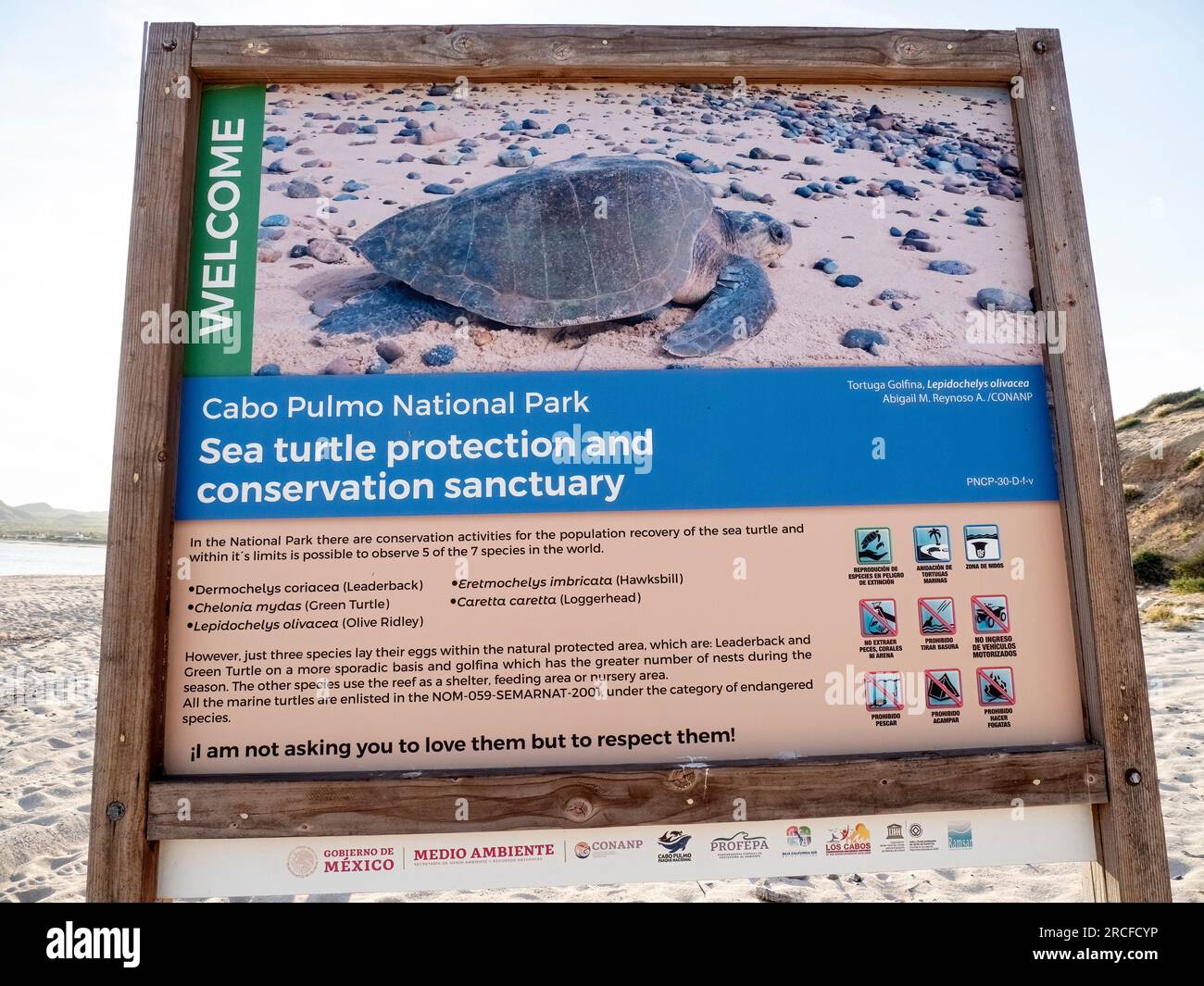 Schildkrötenschild an geschützten Stränden für Brutschildkröten in der Nähe von Los Frailes, Baja California Sur, Mexiko. Stockfoto