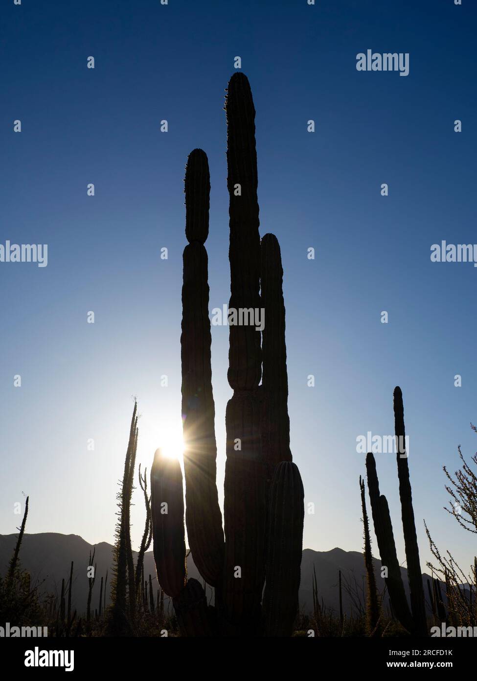 Cardon cactus, Pachycereus pringlei, mit untergehender Sonne in Bahia de los Angeles, Baja California, Mexiko. Stockfoto