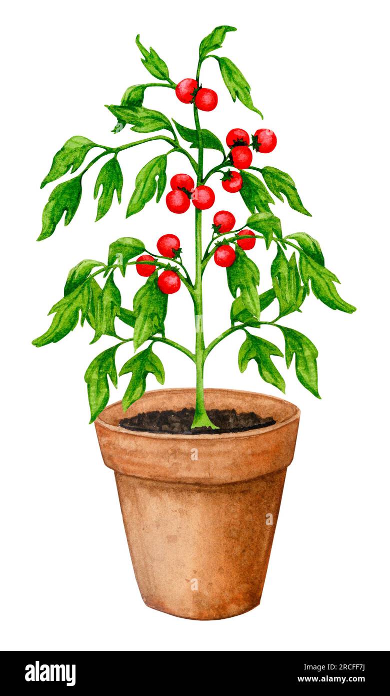 Tomatenpflanze in einem Tontopf. Gemüsegarten in Behältern. Die Aquarellzusammensetzung zum Thema Gartenarbeit, Frühlingssaat, Vegetabbau Stockfoto Tomatenpflanze in einem Tontopf. Gemüsegarten in Behältern. Die Aquarellzusammensetzung zum Thema Gartenarbeit, Frühlingssaat, Vegetabbau Stockfoto
