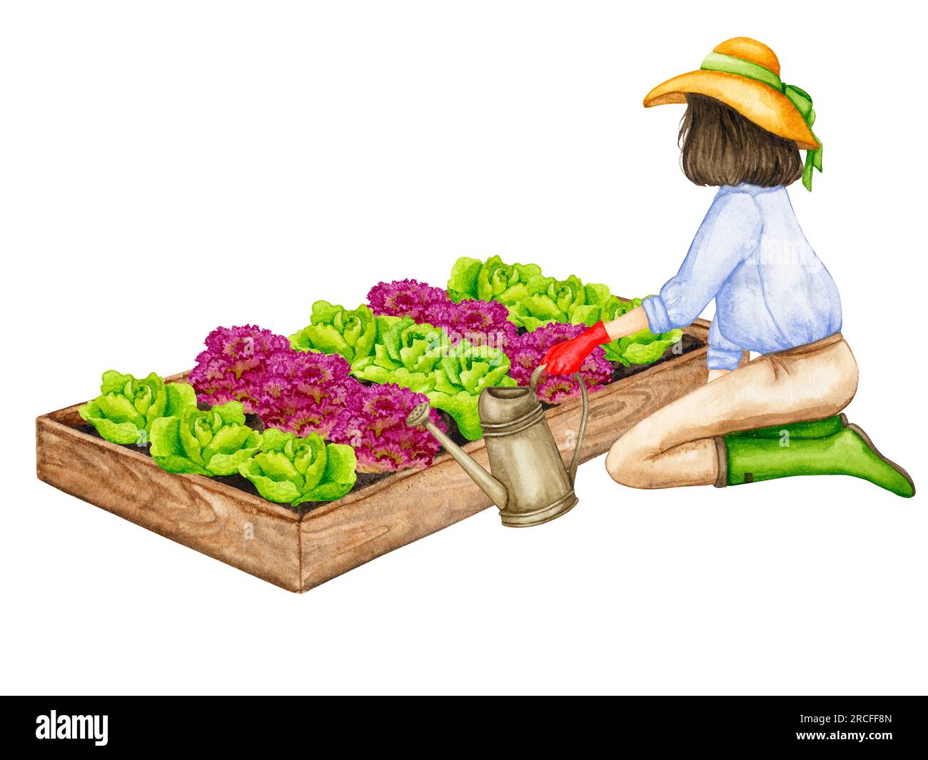 Eine Frau gießt ein Gartenbett mit wachsenden Salaten aus einer Gießkanne. Zusammensetzung zum Thema Gartenarbeit, Frühlingssaat, Gemüseanbau. Stockfoto