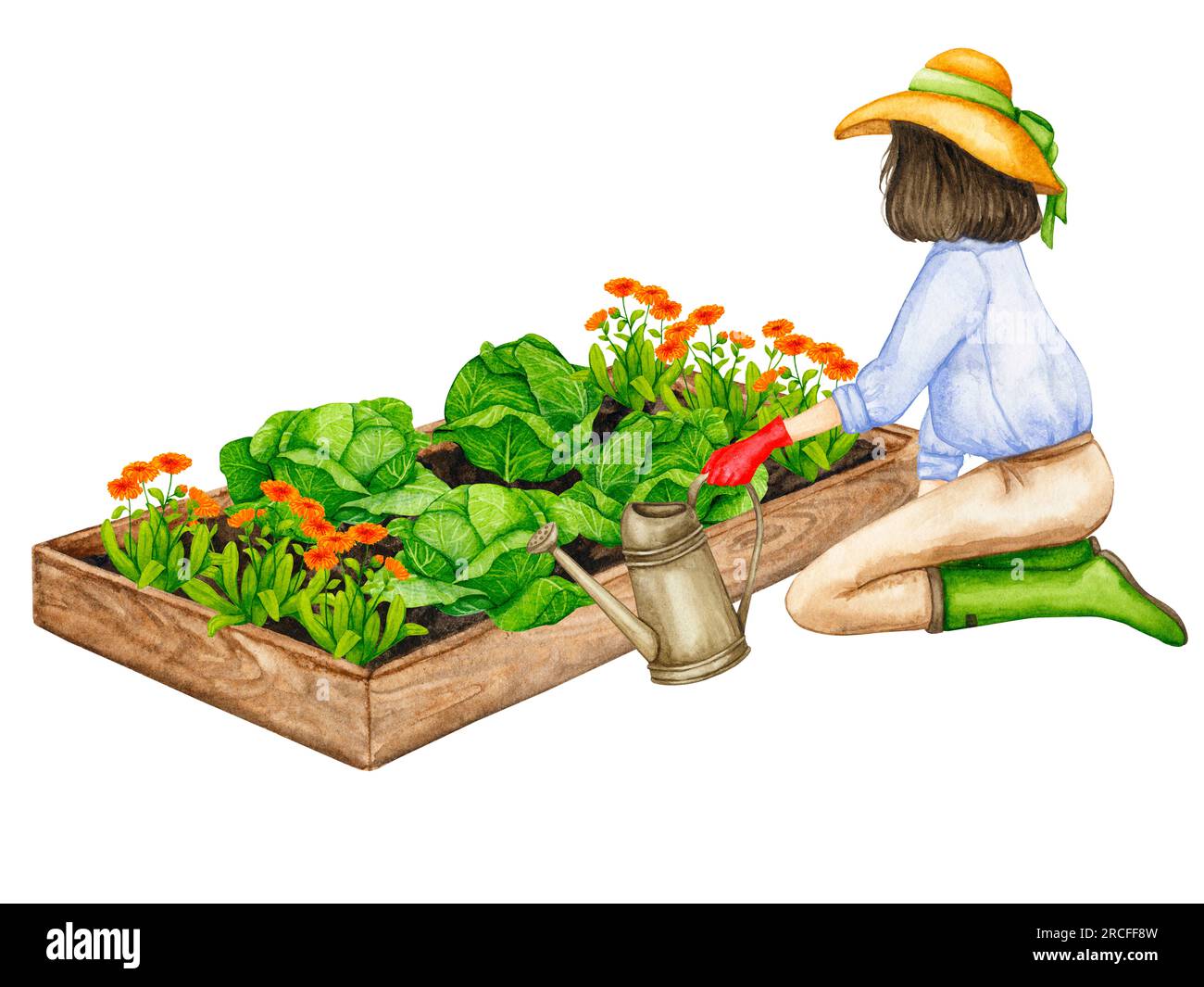 Eine Frau gießt ein Gartenbett mit wachsendem Kohl aus einer Gießkanne. Zusammensetzung zum Thema Gartenarbeit, Frühlingssaat, Gemüseanbau. Stockfoto