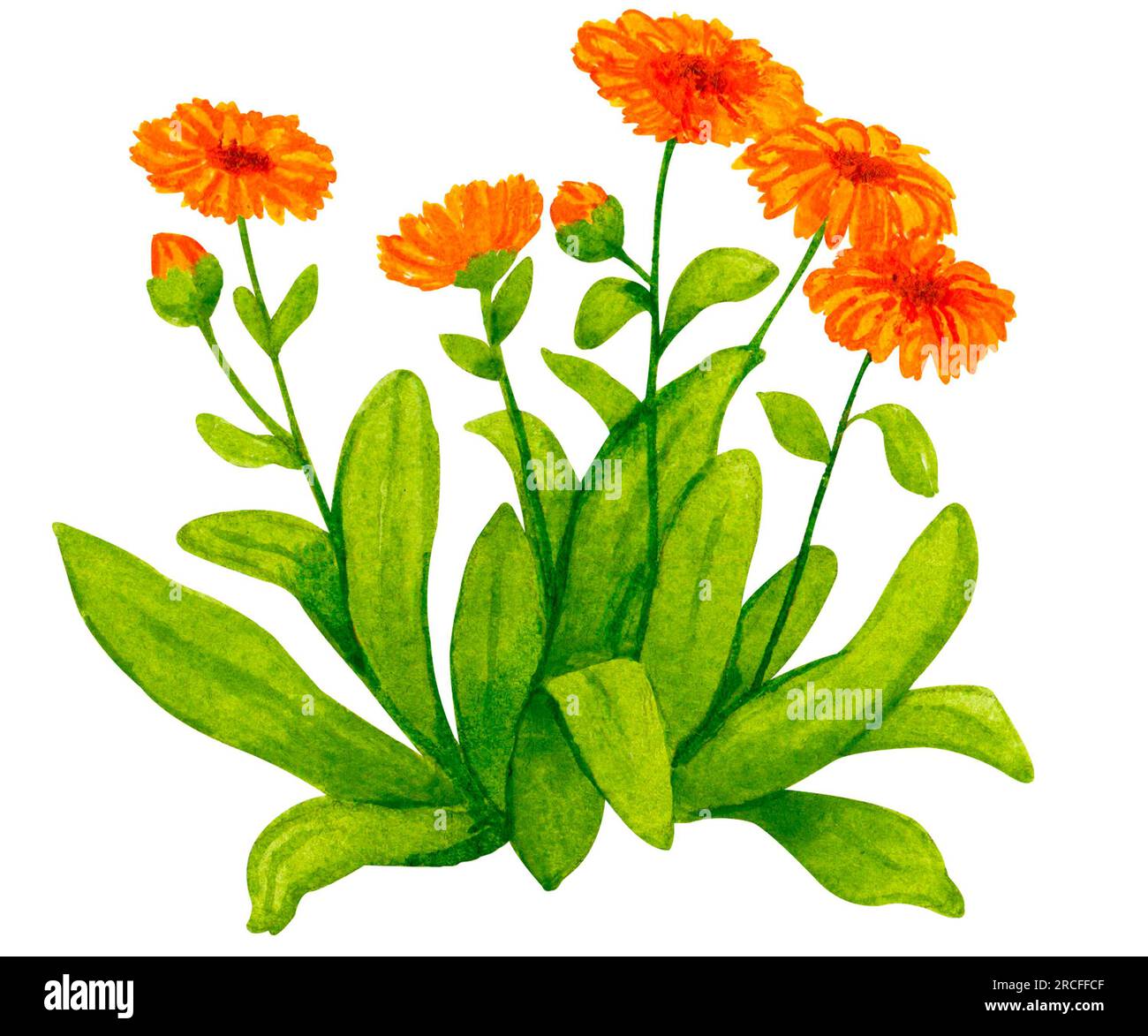 Blühende Kalendula-Pflanze. Die Zusammensetzung der Aquarelle zum Thema Gartenarbeit, Frühlingssaat, Blumenanbau, Ernte, Bio-Produkte. Stockfoto