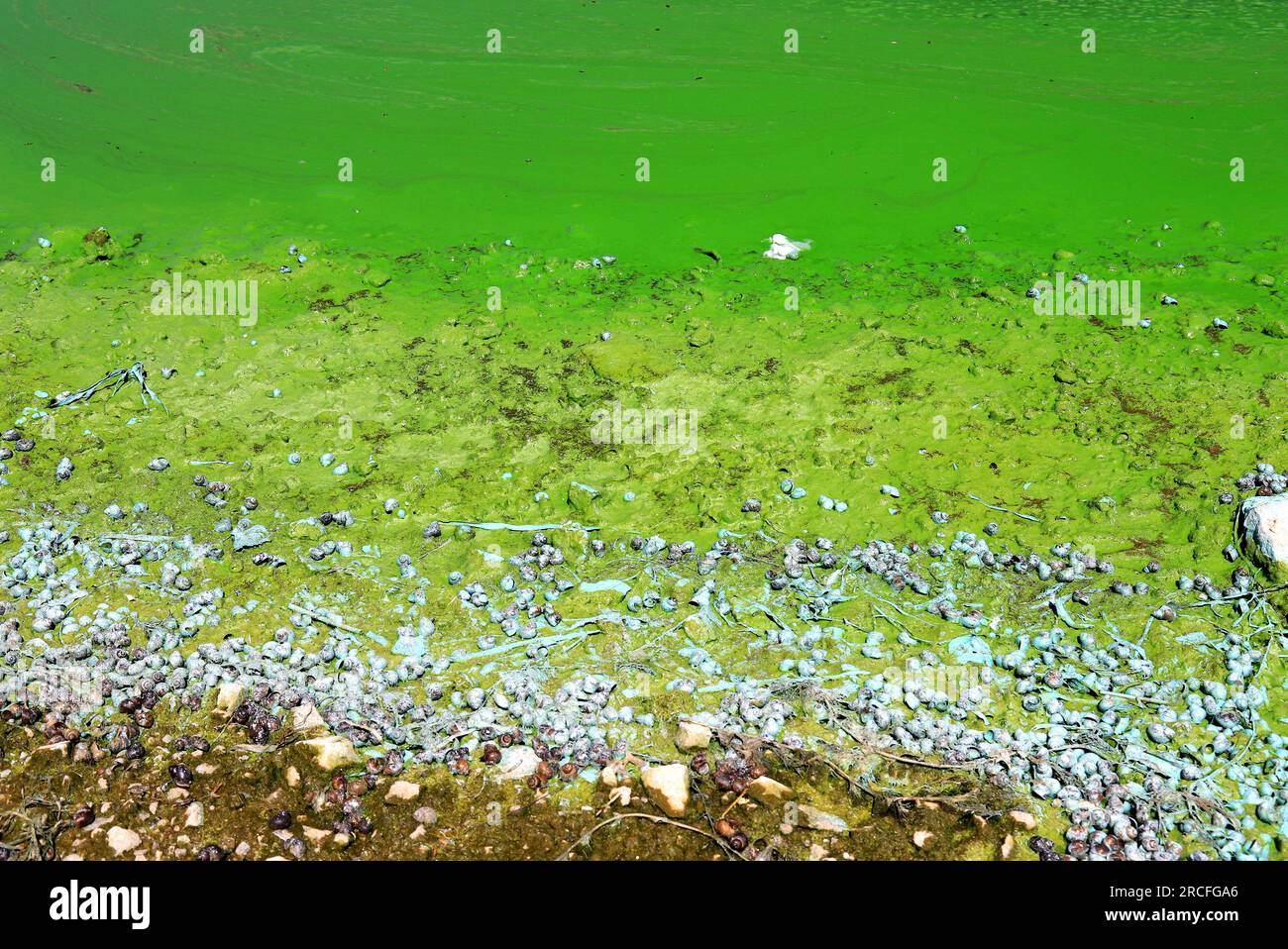 Die Wasserverschmutzung durch blühende Blaualgen ist ein weltweites Umweltproblem. Wasser, Flüsse und Seen mit schädlichen Algenblüten. Zur Ökologie der Verschmutzung Stockfoto