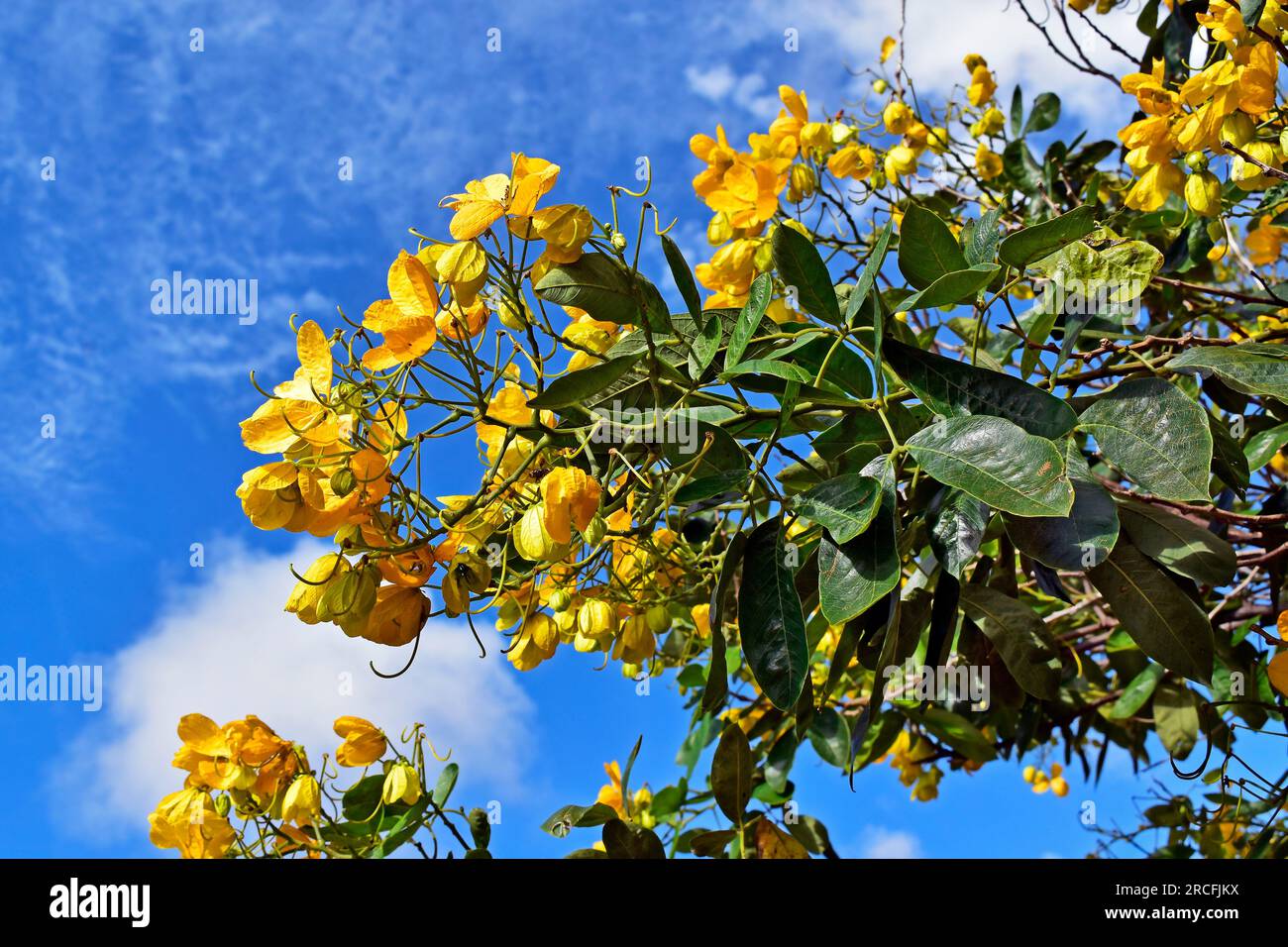 Gelbe Blumen auf dem Baum (Senna angulata) in Ribeirao Preto, Sao Paulo, Brasilien Stockfoto