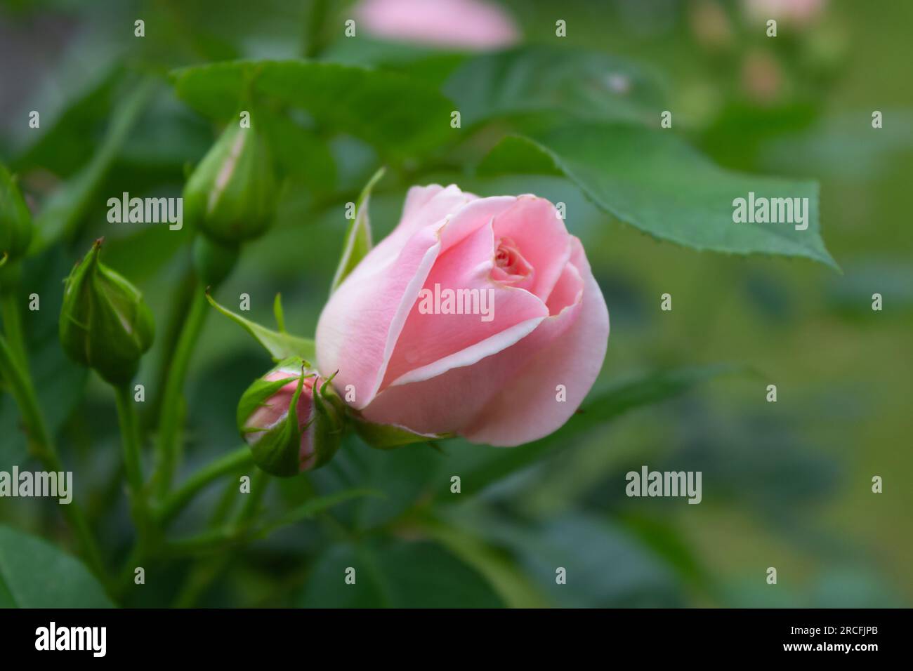 Landschaft mit Nahaufnahme einer blühenden, zarten rosa Blume, Hintergrund. Romantisches Banner mit kostenlosem Platz für Texte. Stockfoto
