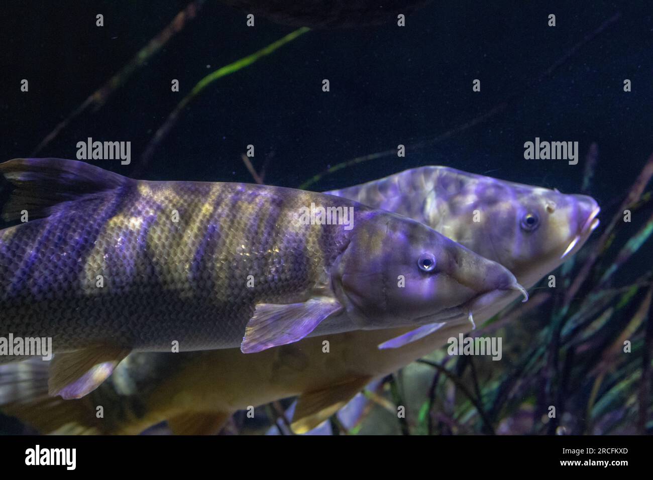 Fantastische Fotos im Aquarium in Paris Stockfoto